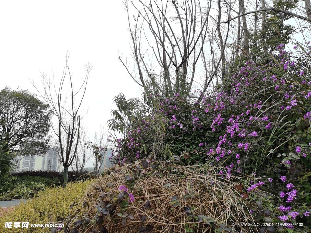 春日繁花点缀的户外景致