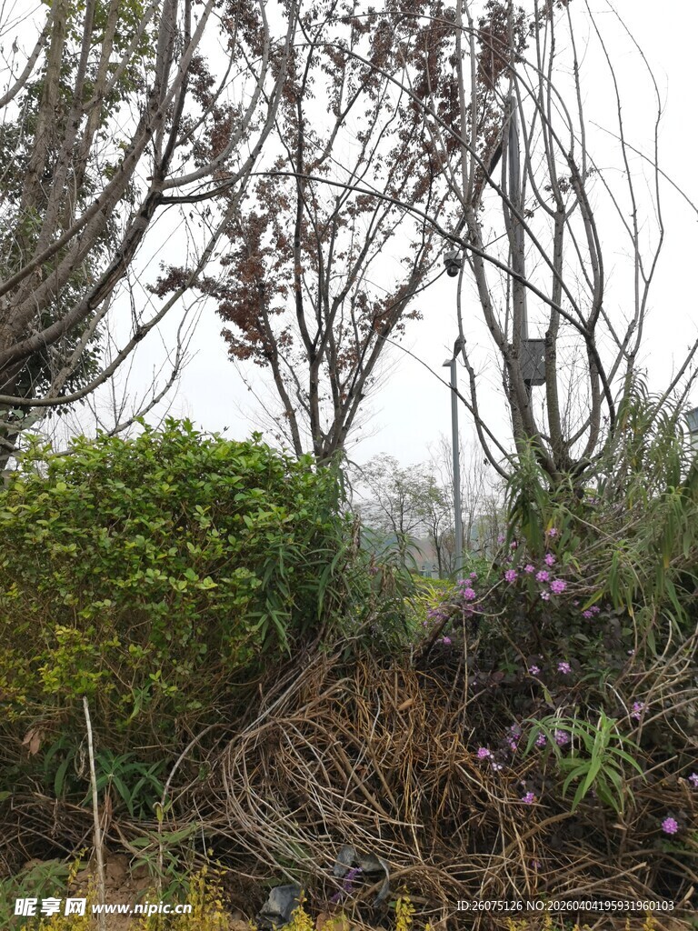 雾中枯荣交织的植物景观
