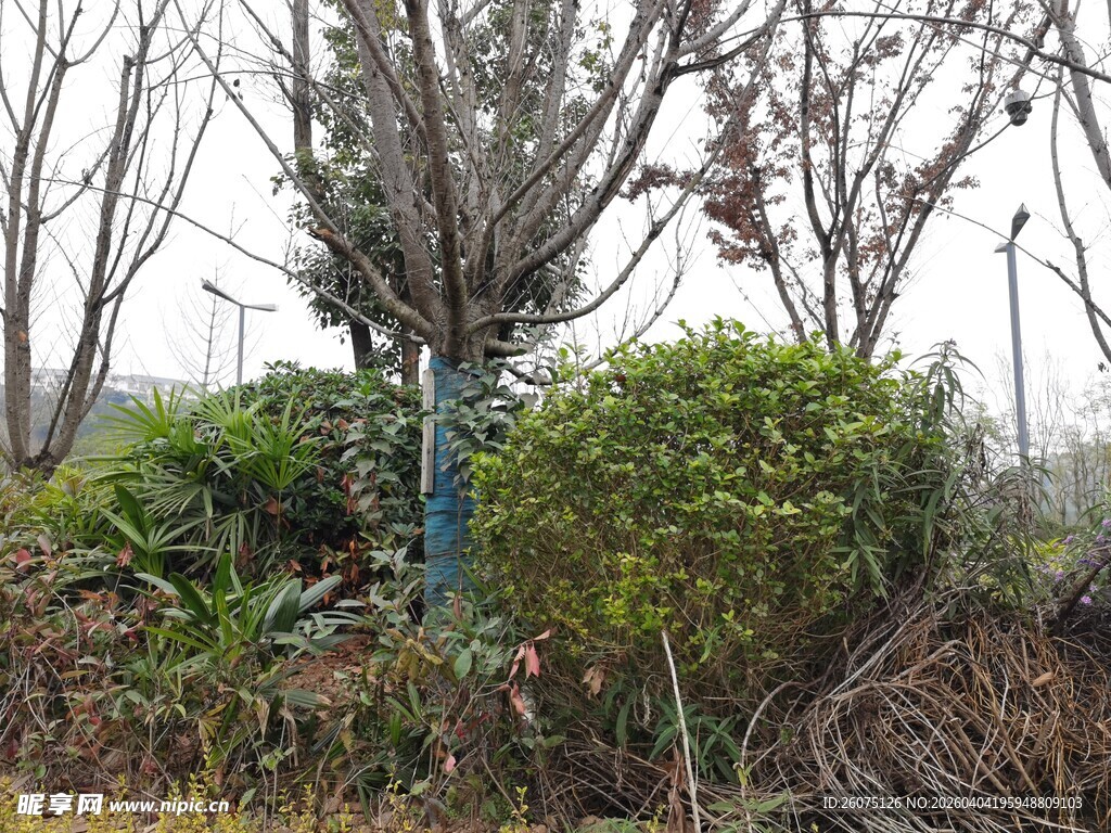 冬日野外的绿植与枯树