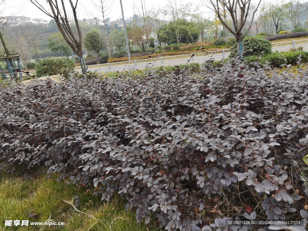 紫叶灌木丛景观