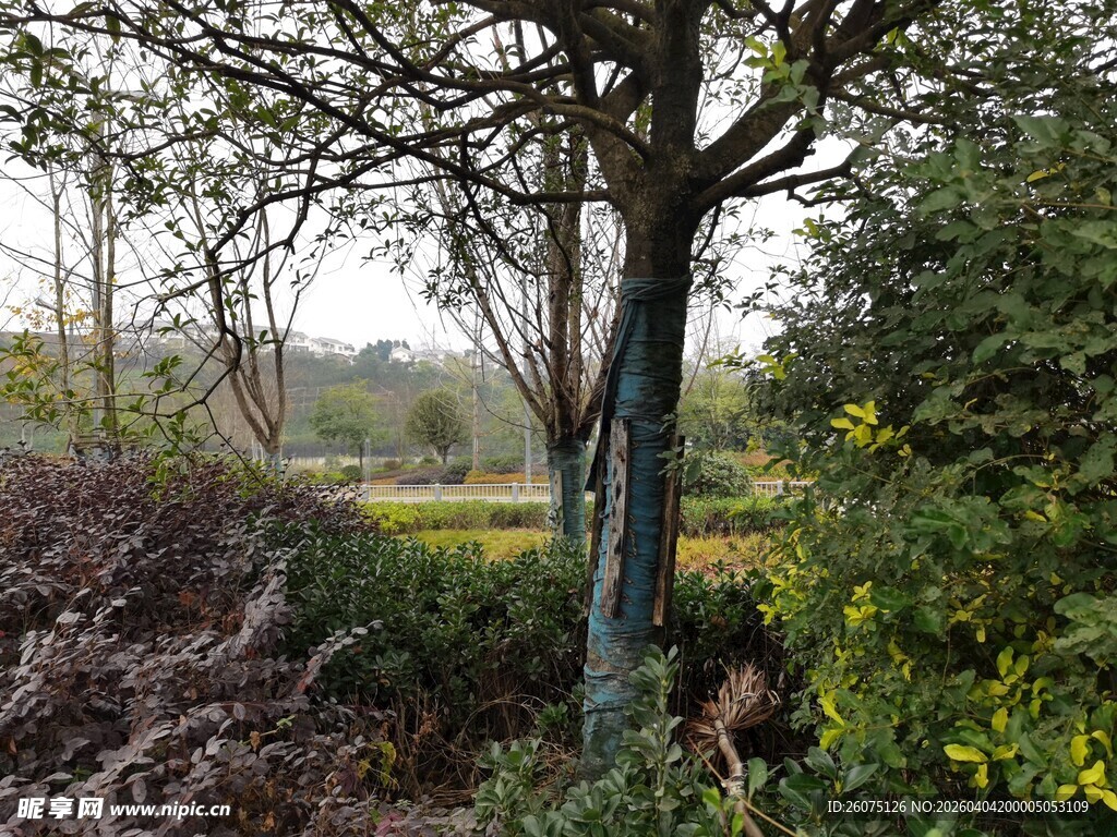 野外树木与繁茂绿植景观