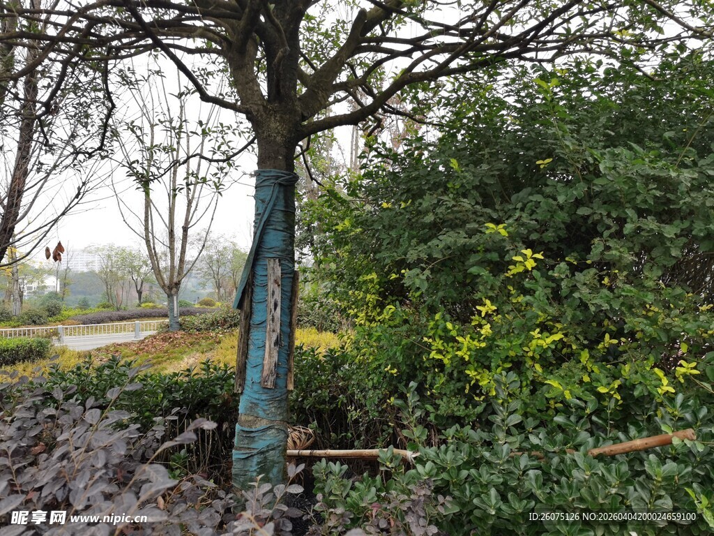 冬日园林树木景观