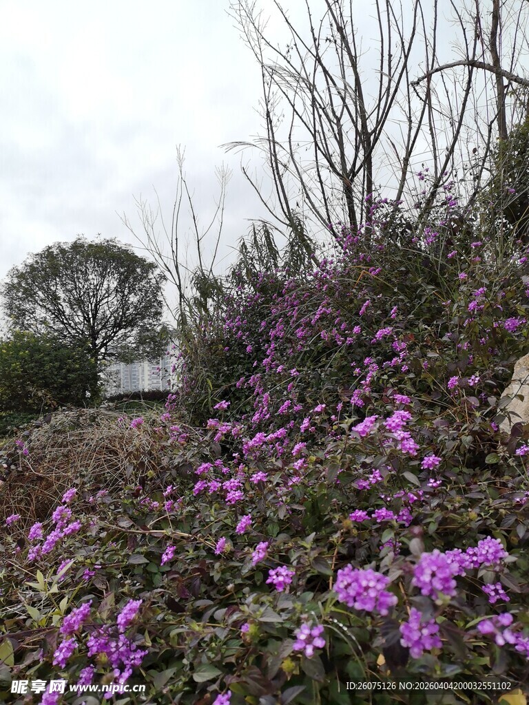 山坡上绽放的紫色花卉