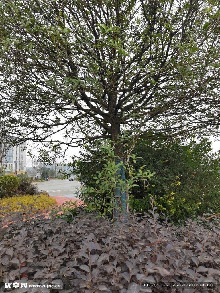 雨中光秃树木与周边景致