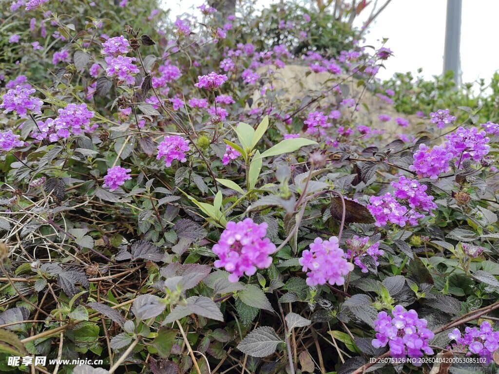 紫色花卉绽放的美丽景致