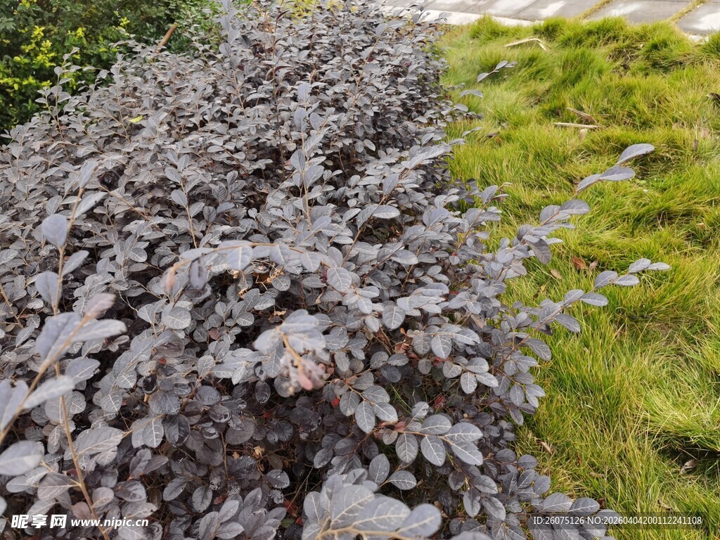 灰紫色植物丛绿意相伴