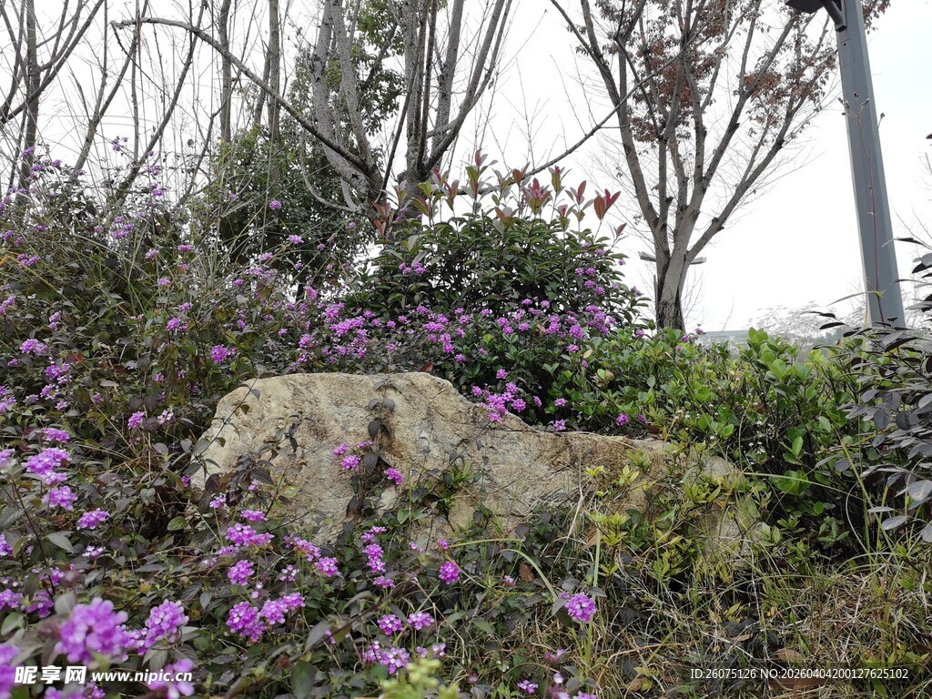 岩石旁绽放的紫色花卉