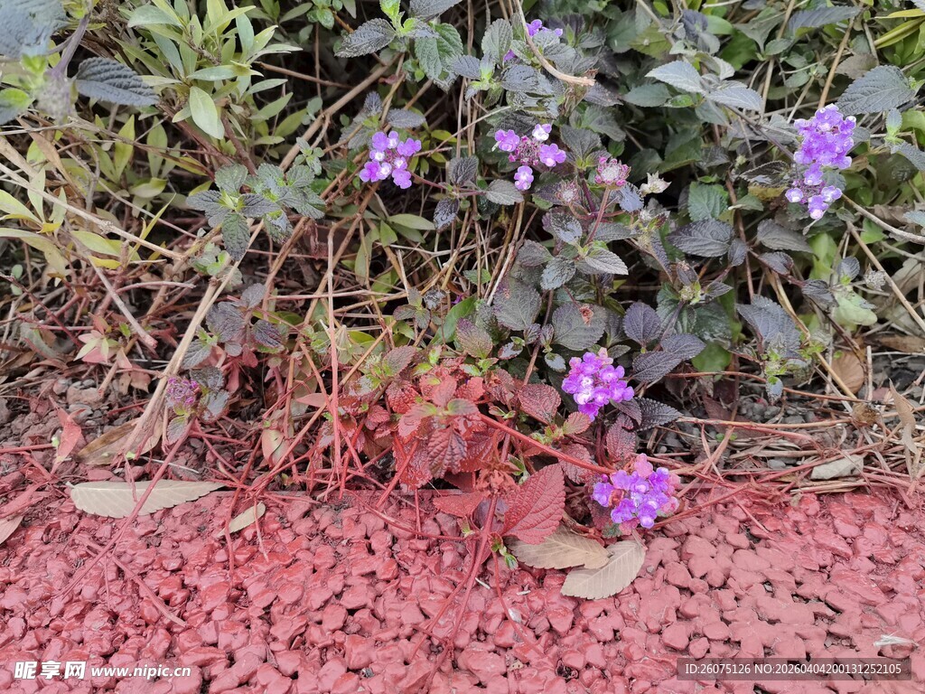 紫色小花绽放于地面