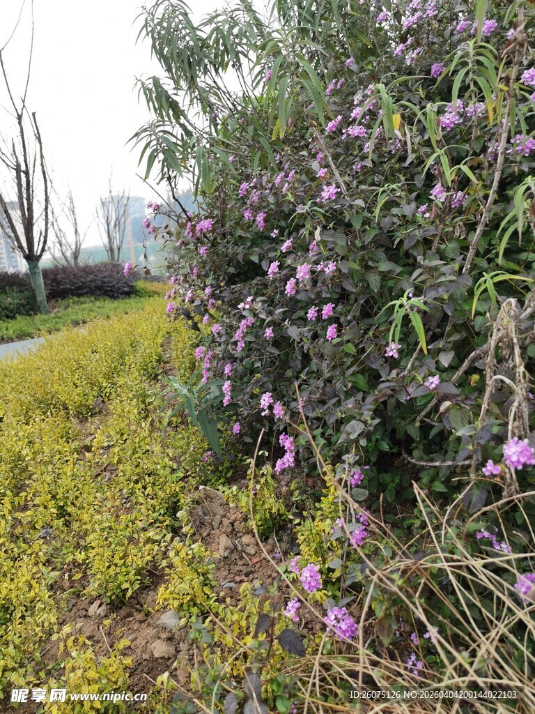 繁花盛开的户外植物景观