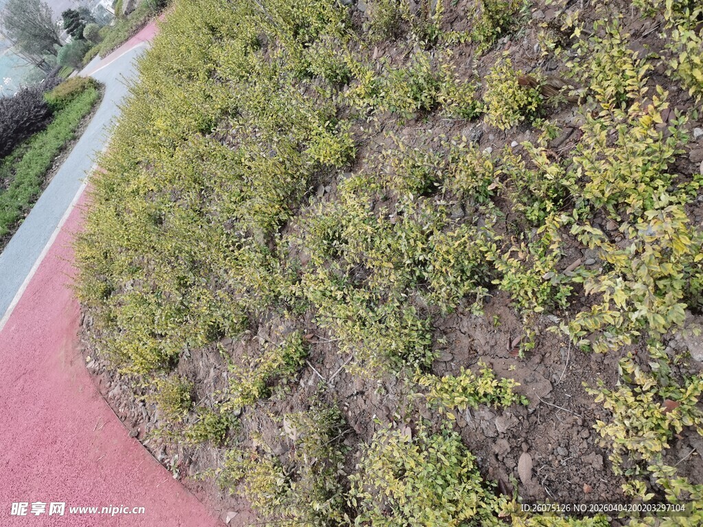 路边绿植景观