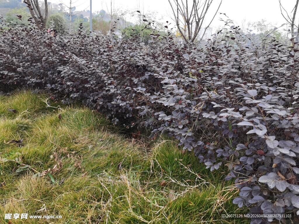 紫叶灌木丛景观