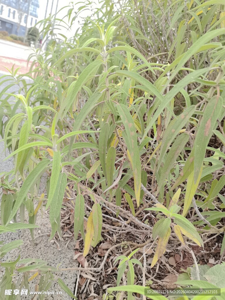 绿叶繁茂的植物景观