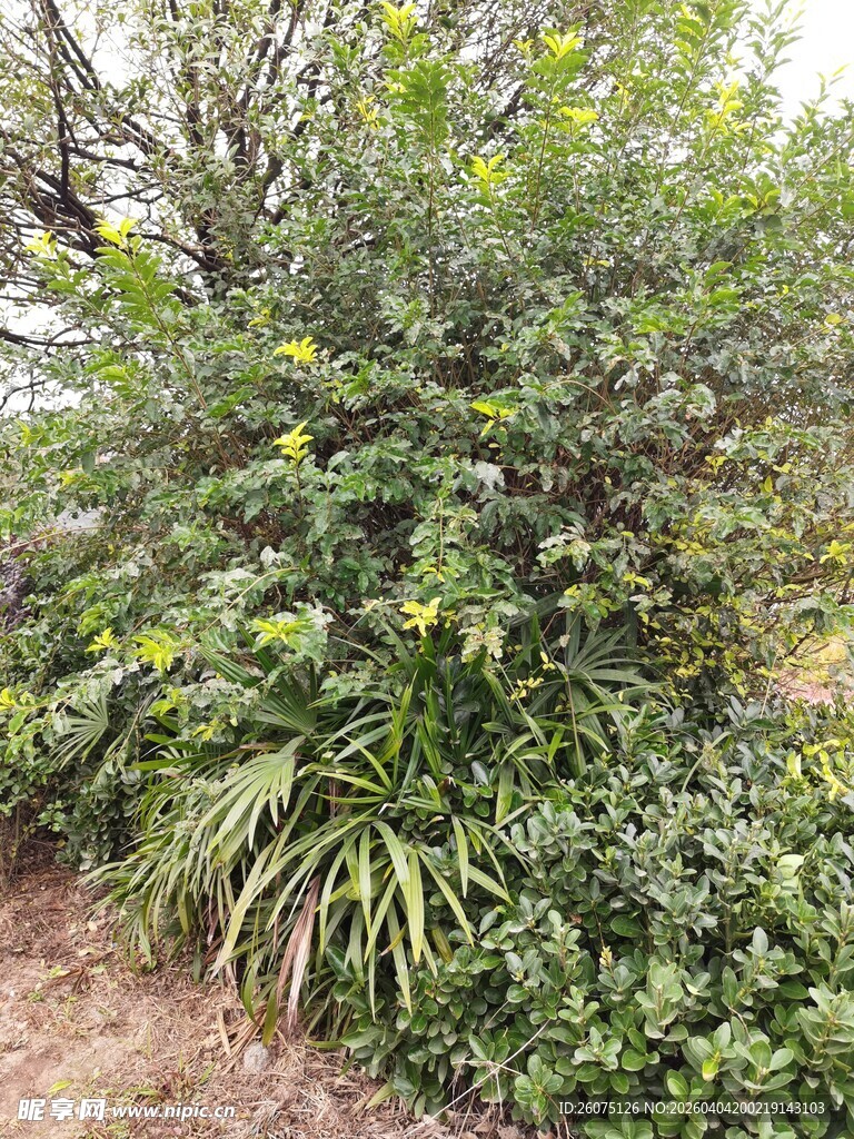 野外繁茂绿植景观