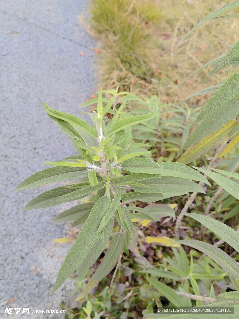 路边生长的绿色植物