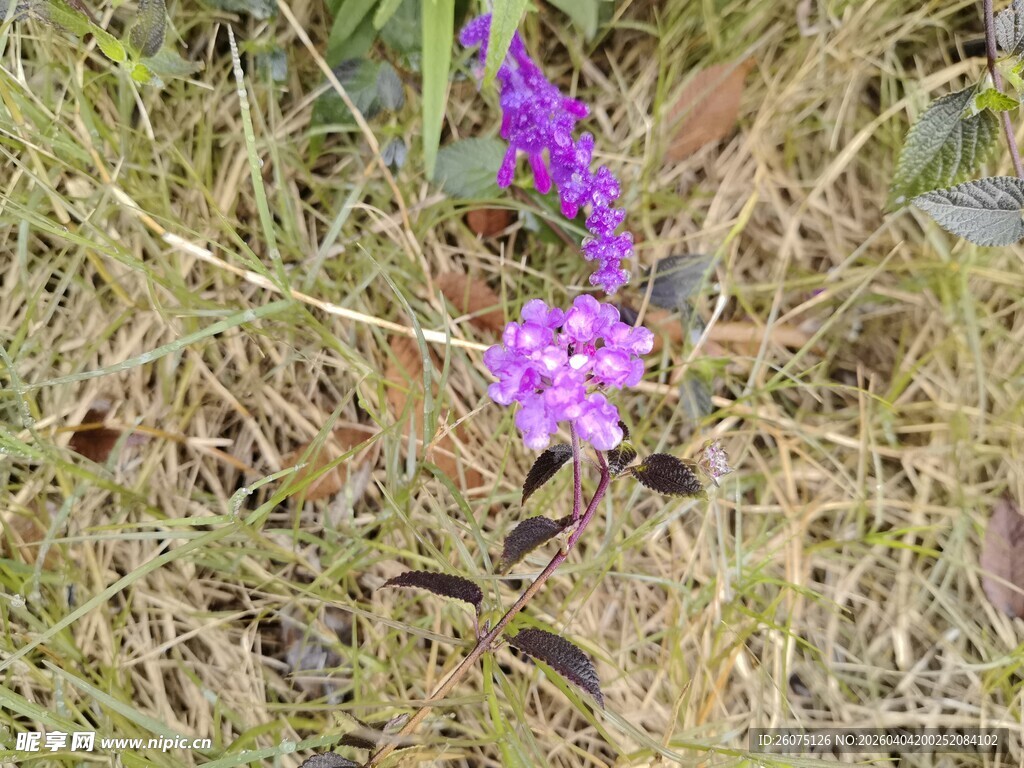 草丛中的紫色小花