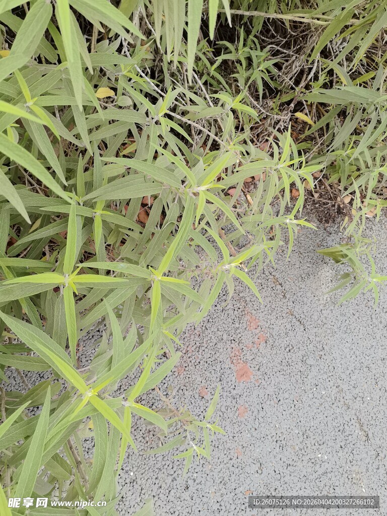 小径旁的翠绿植物