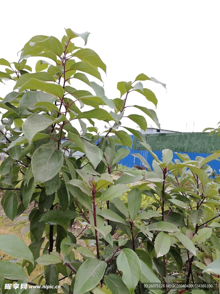 绿叶繁茂的植物景观