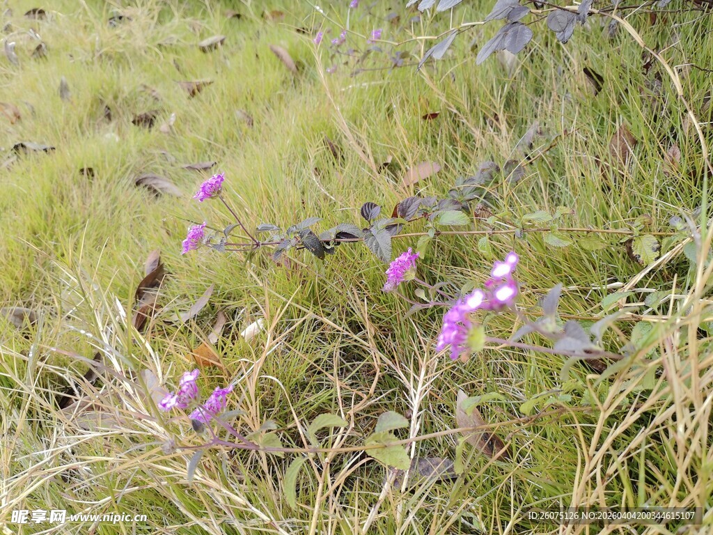 草地中的紫色小花绽放