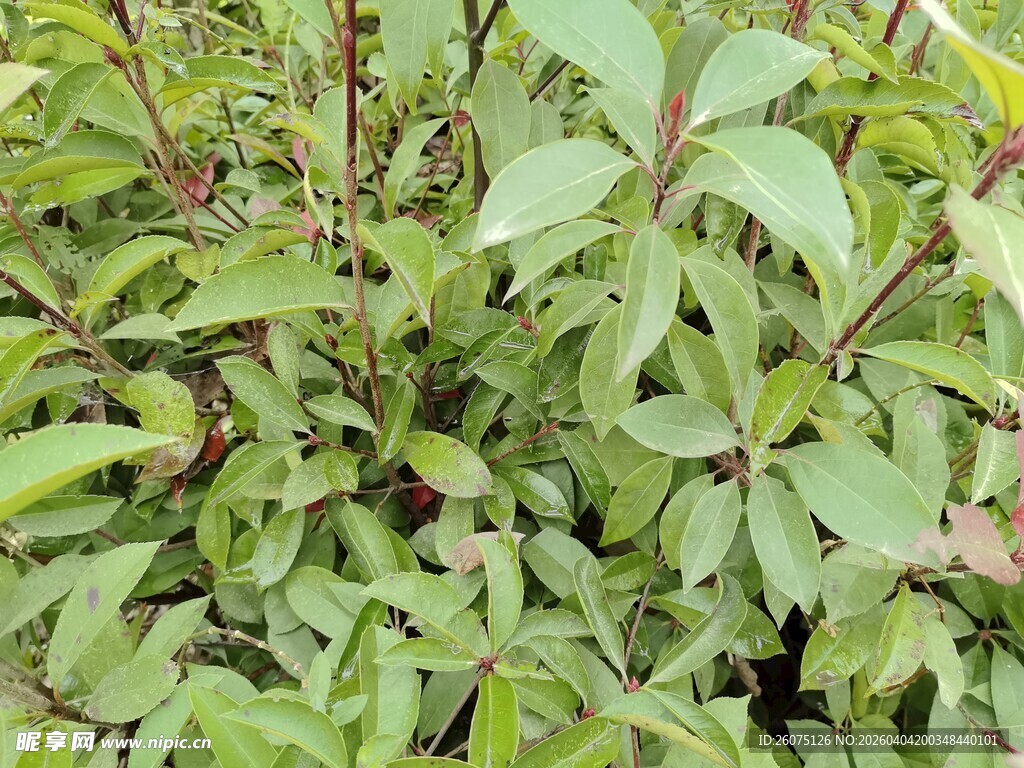 绿叶繁茂的植物景观