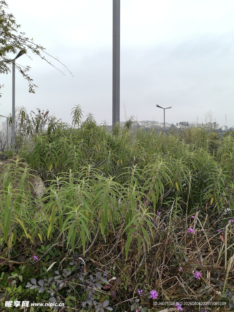 野外杂草丛生的开阔场景