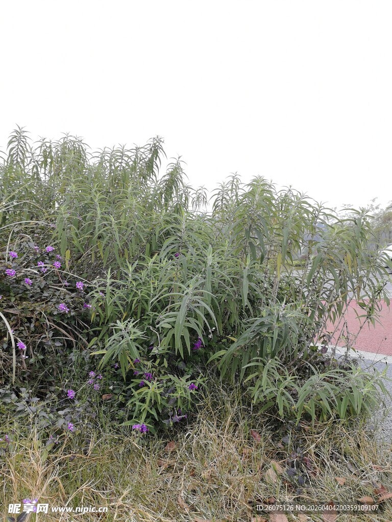 野外繁茂绿植景观