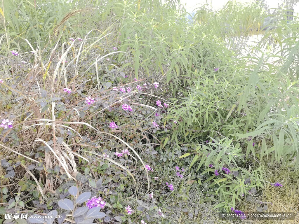 野外繁茂的花草植物景观