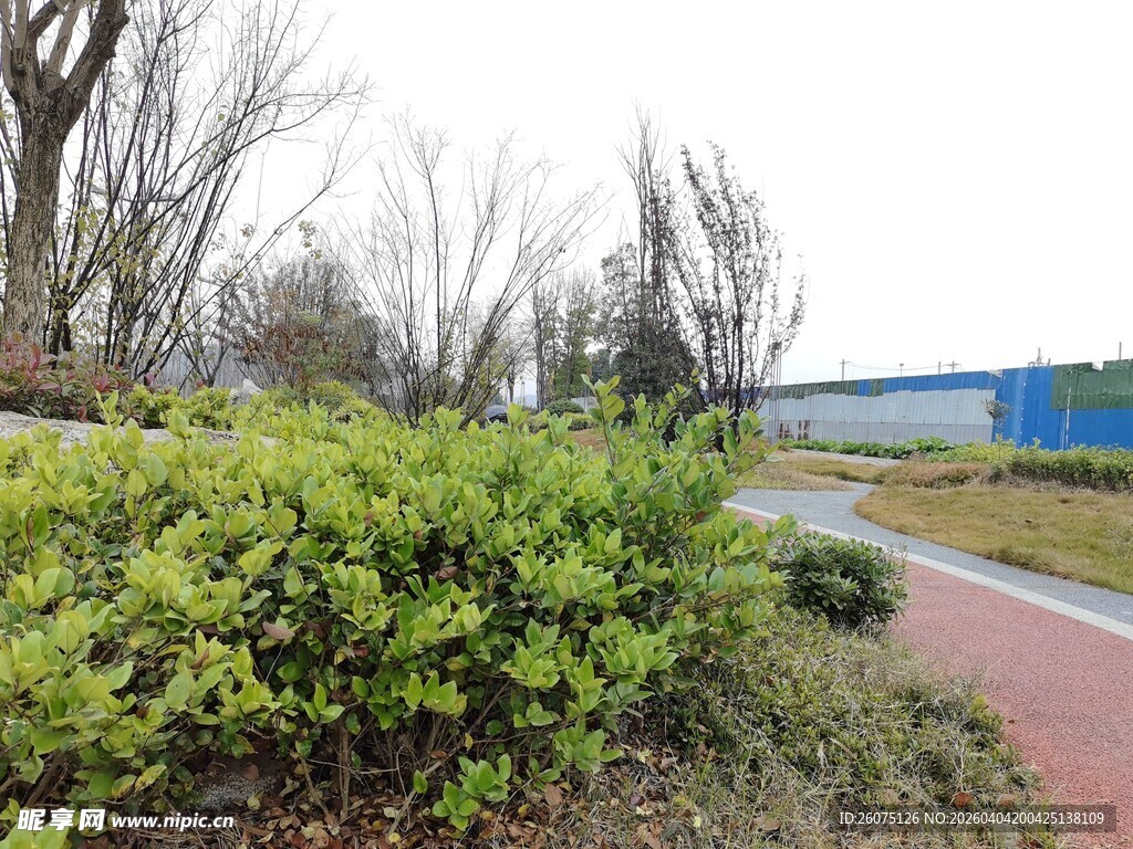 公园绿植环绕的彩色步道