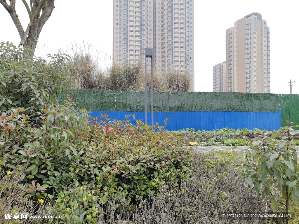 城市边的绿植与高楼景观