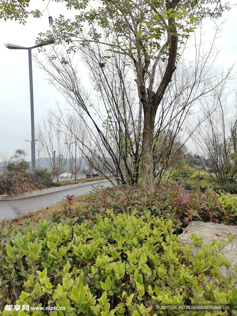 雨中城郊道路旁绿植景观