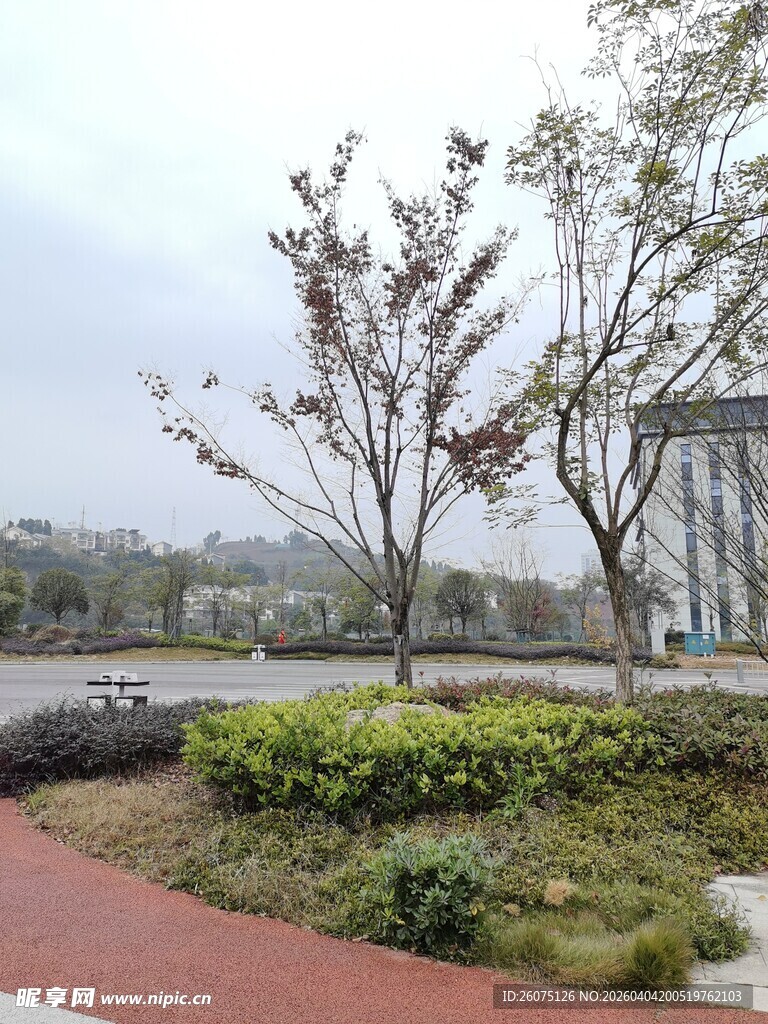 城市公园绿植景观一角