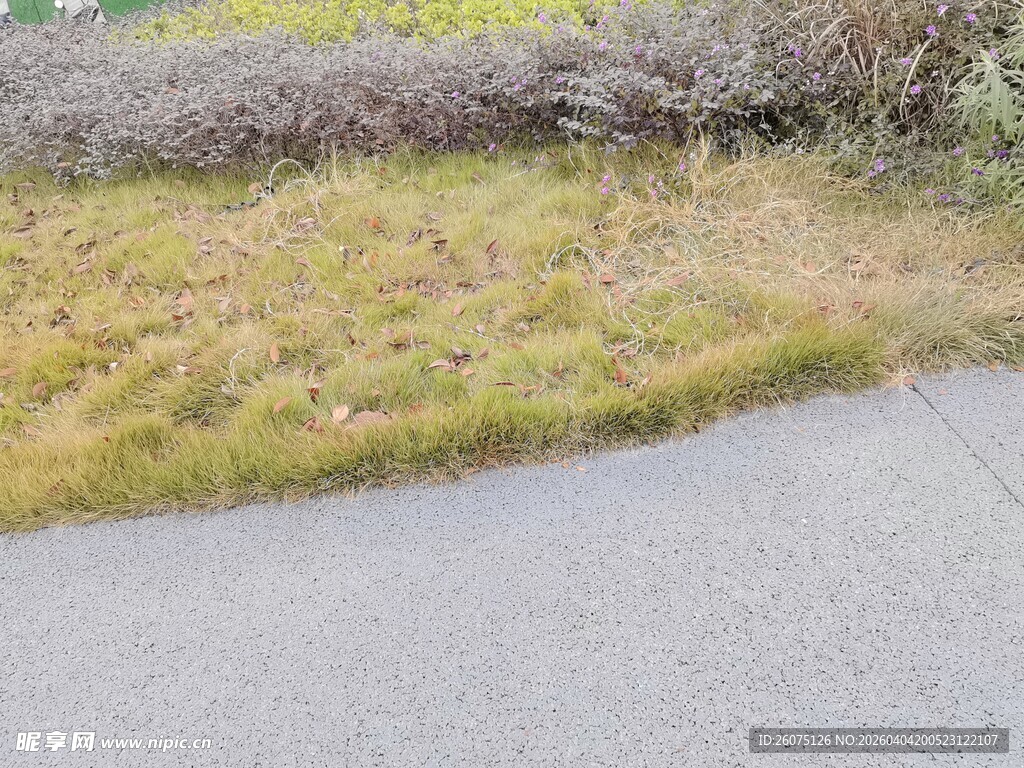 路边草地与灰色路面景象