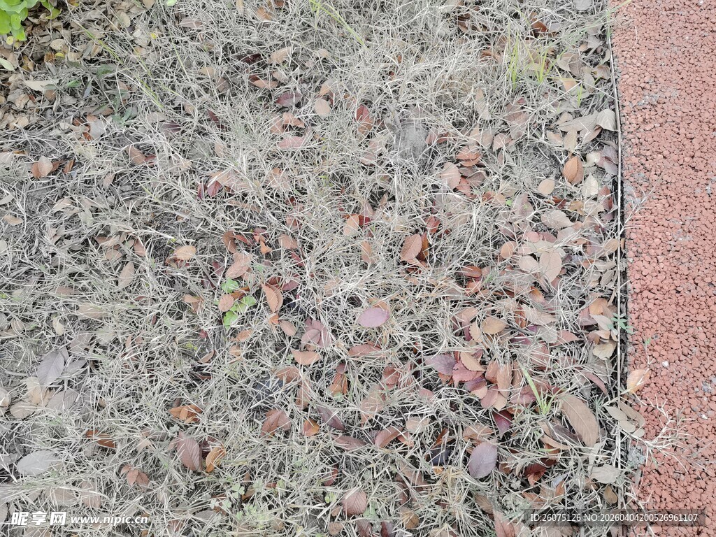 冬日里的草地与落叶