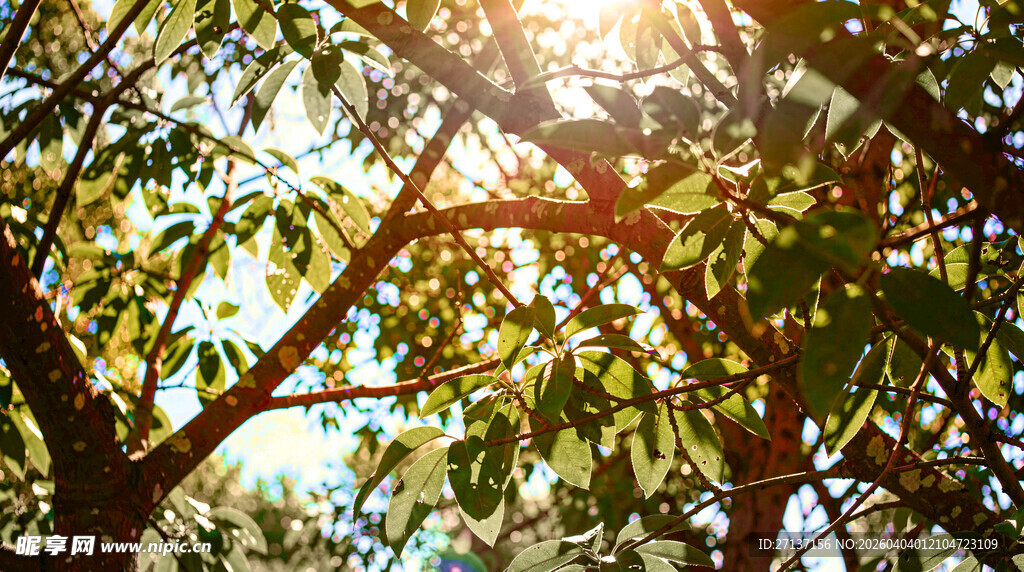 阳光透过树叶洒下的美景