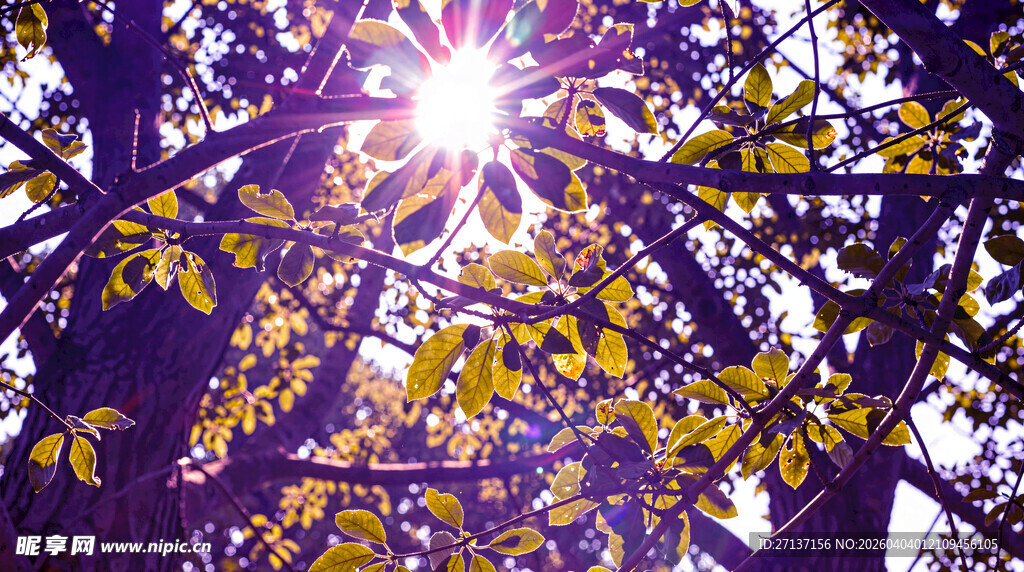 阳光透过黄叶的美丽瞬间