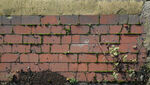红砖墙上的绿意生机