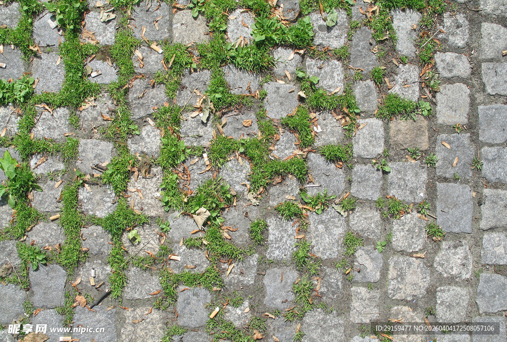 石缝中生长的翠绿植物