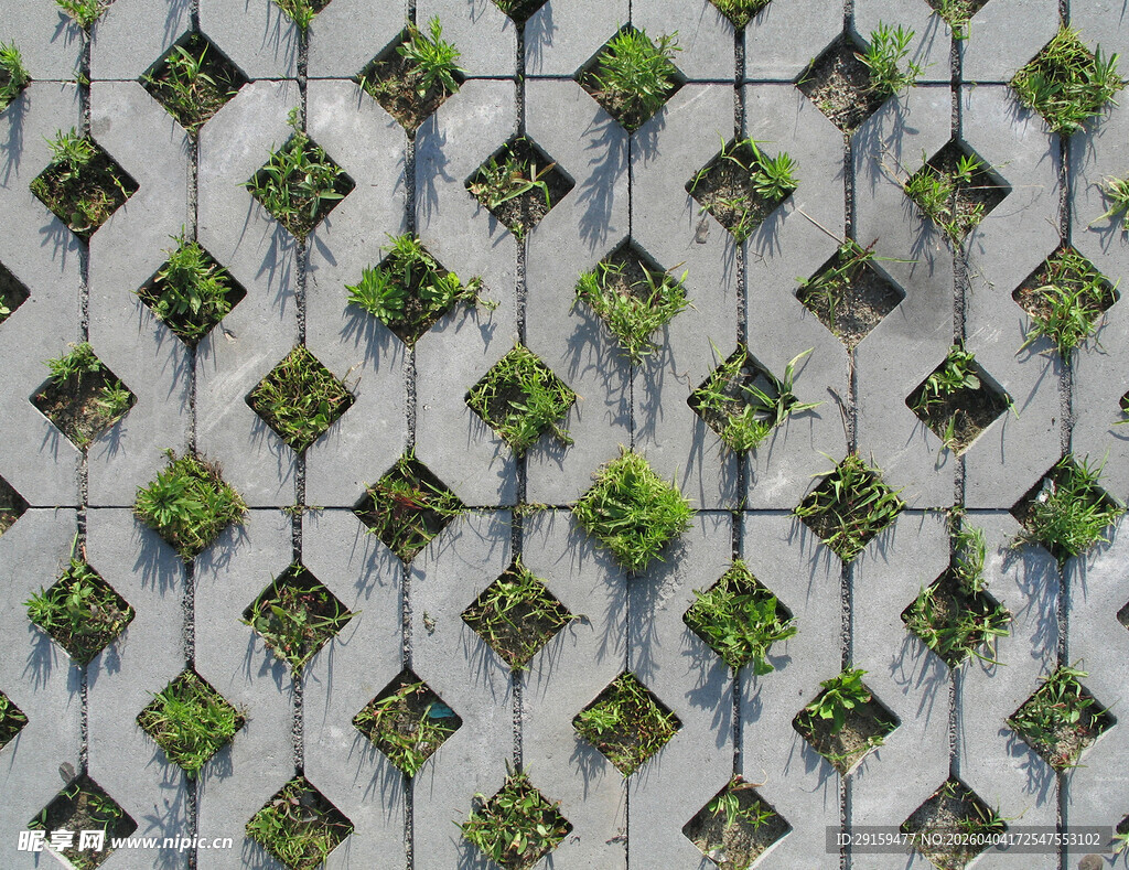 方格中生长的绿色植物