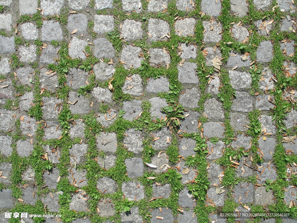 石缝间生长的翠绿苔藓