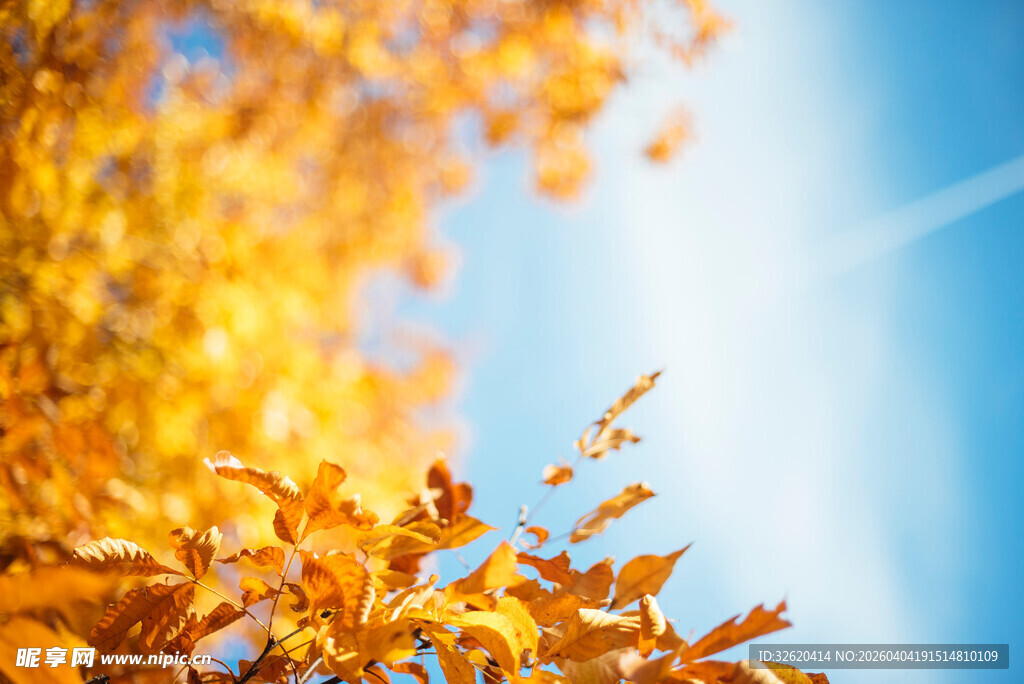 秋日金黄树叶与蓝天美景