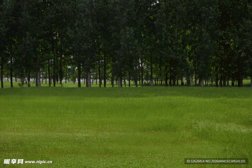 翠绿草坪与树木景观