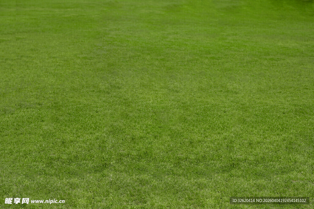 翠绿草坪