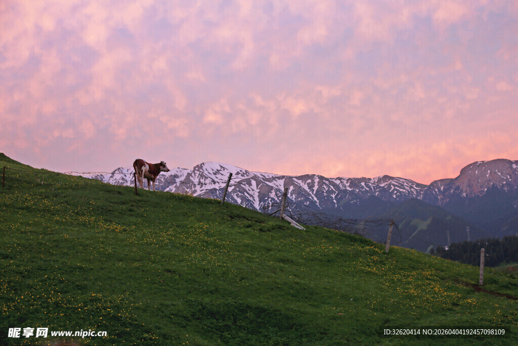草原暮色中的牛与雪山