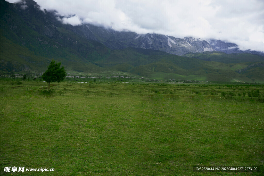 草原孤树与远山美景