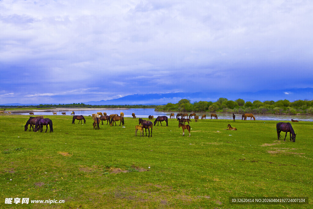 草原上悠闲吃草的马群