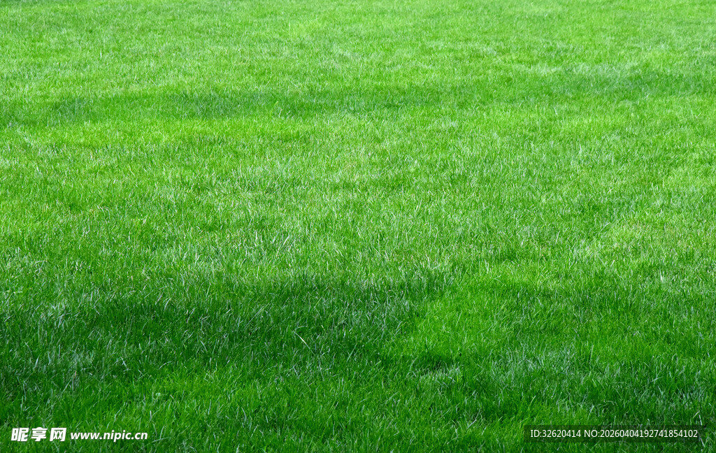 翠绿草坪