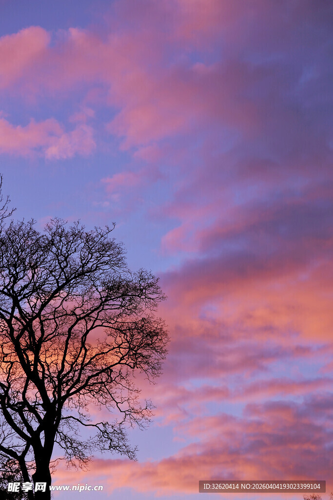 夕阳下的孤树与绚烂云霞