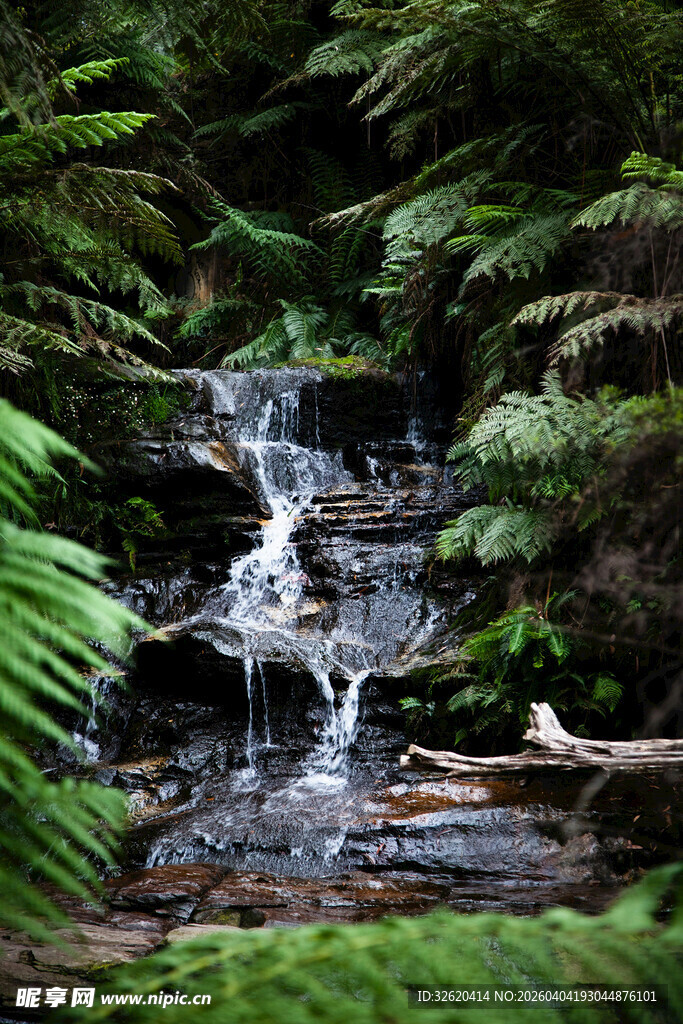 森林中的潺潺小瀑布