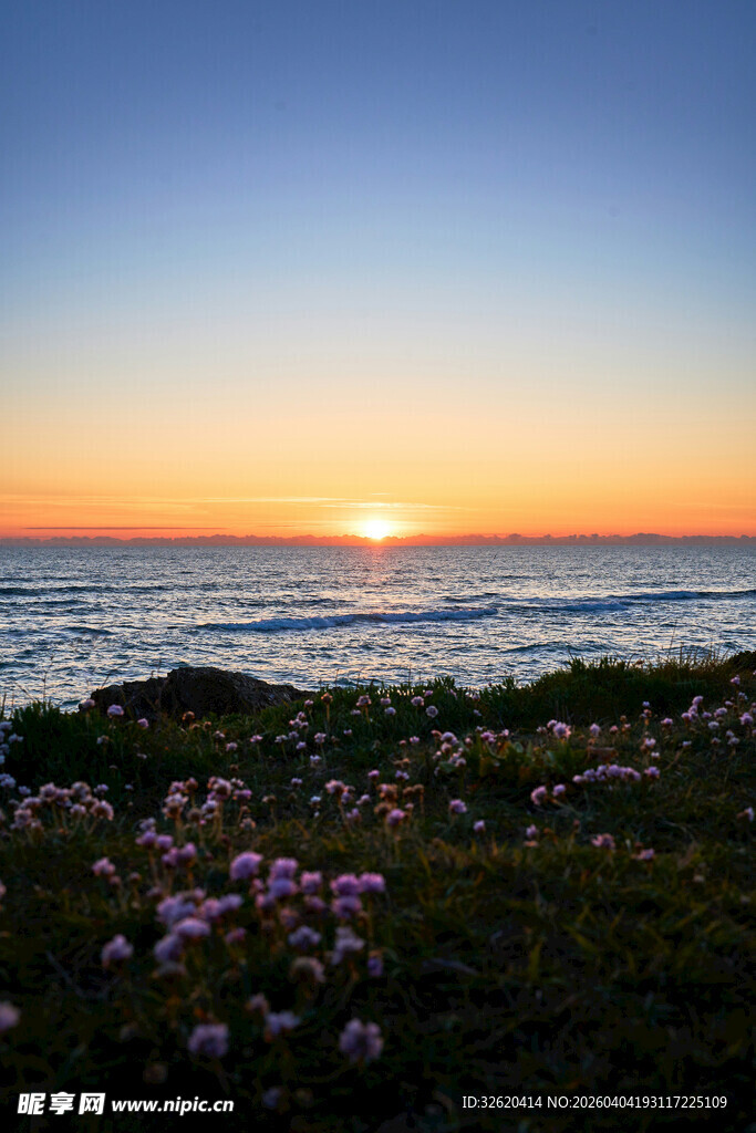 海边日落时的烂漫花丛
