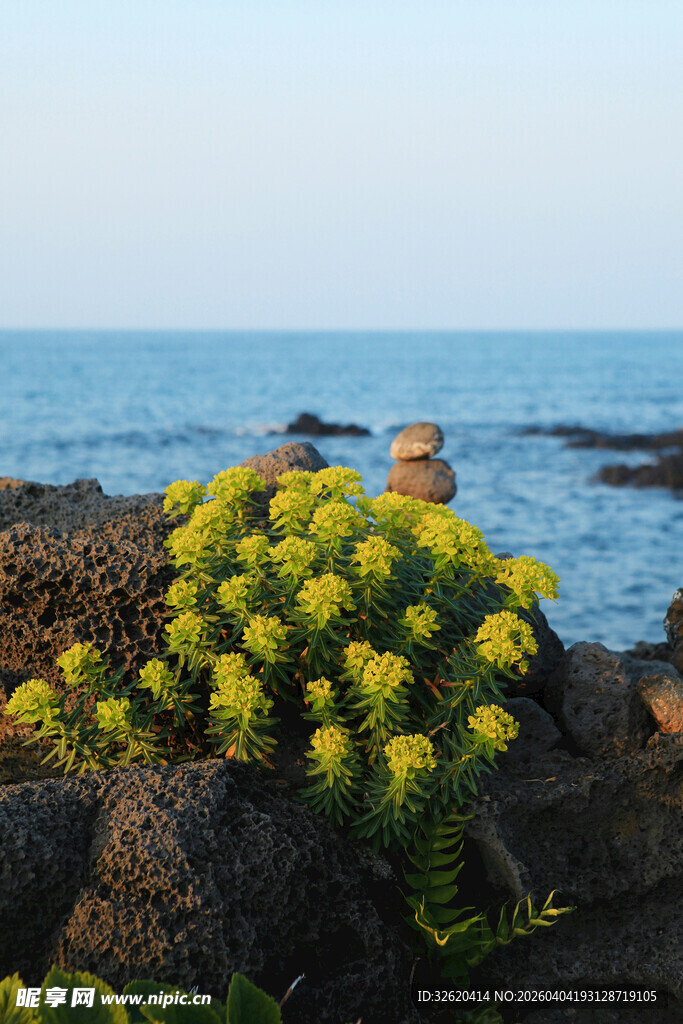 海边岩石上的黄色小花