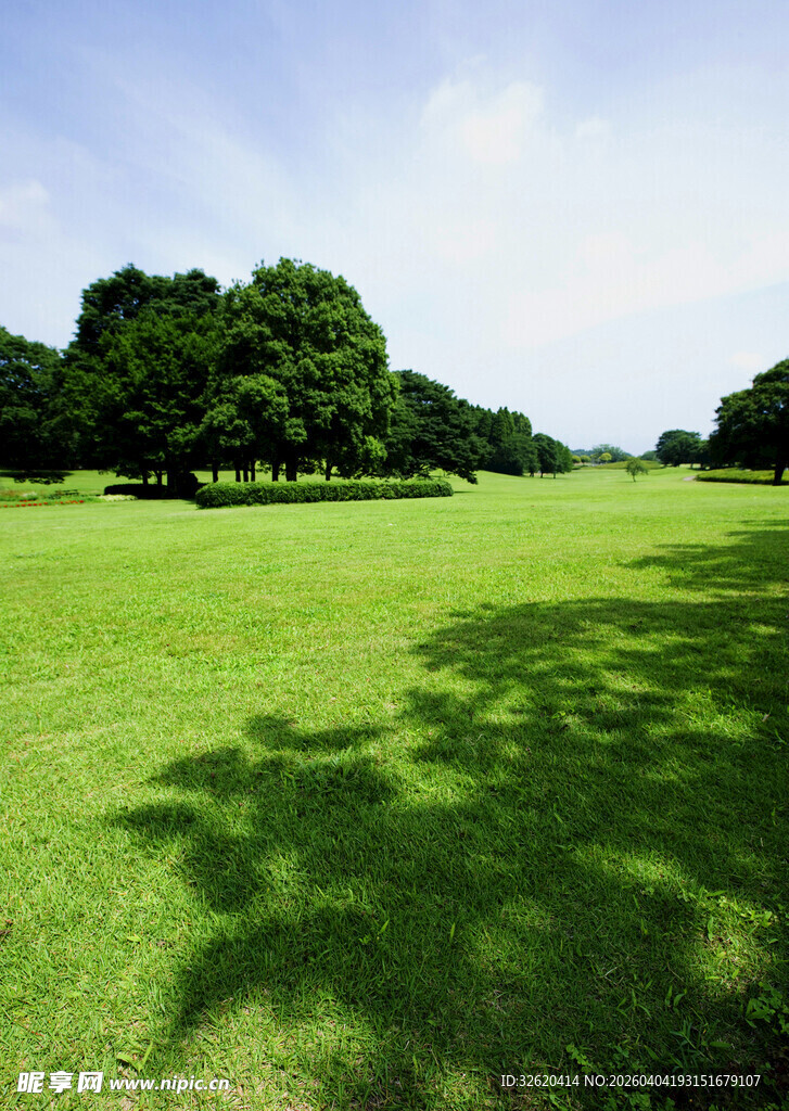 翠绿草坪与浓荫树木景观